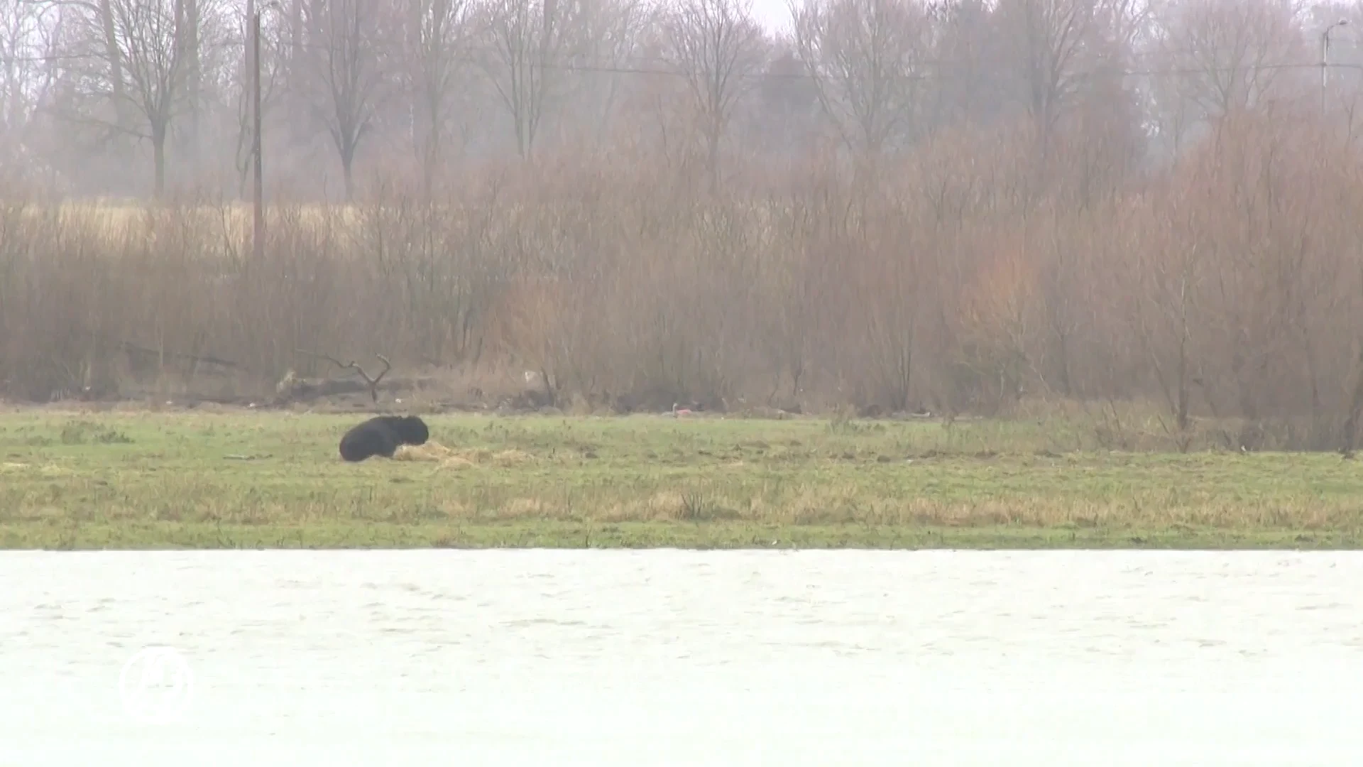 Eindelijk eenzame stier gered uit natte isolement? Nieuwe reddingspoging in Itteren