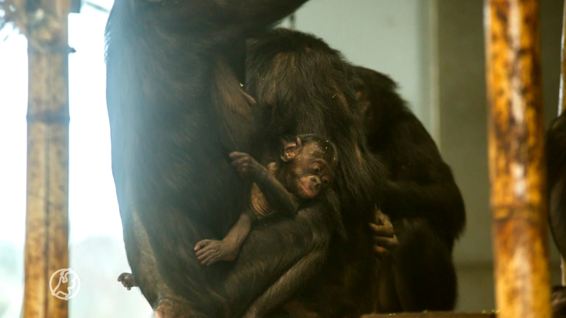 Bonobo-baby geboren in Ouwehands Dierenpark