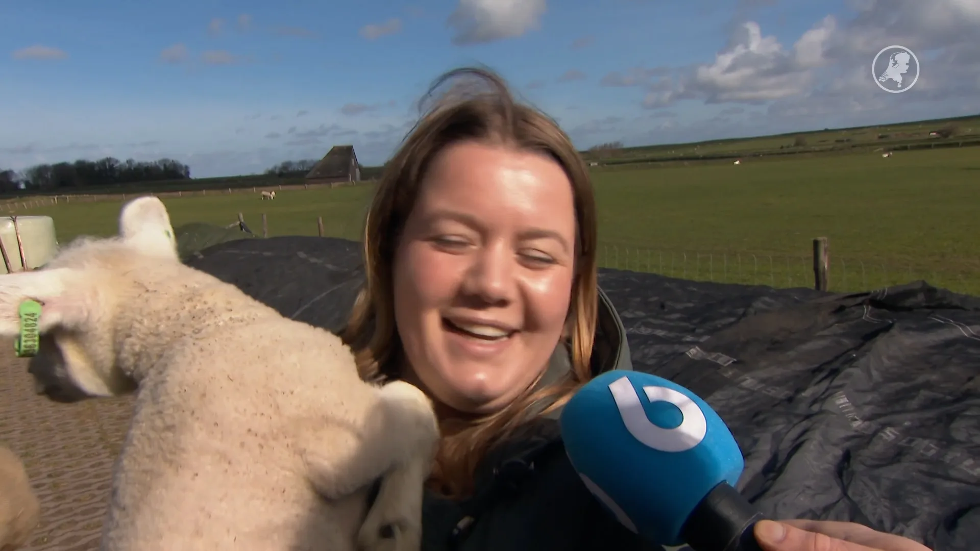 Waar zijn de Texelse schapen gebleven?
