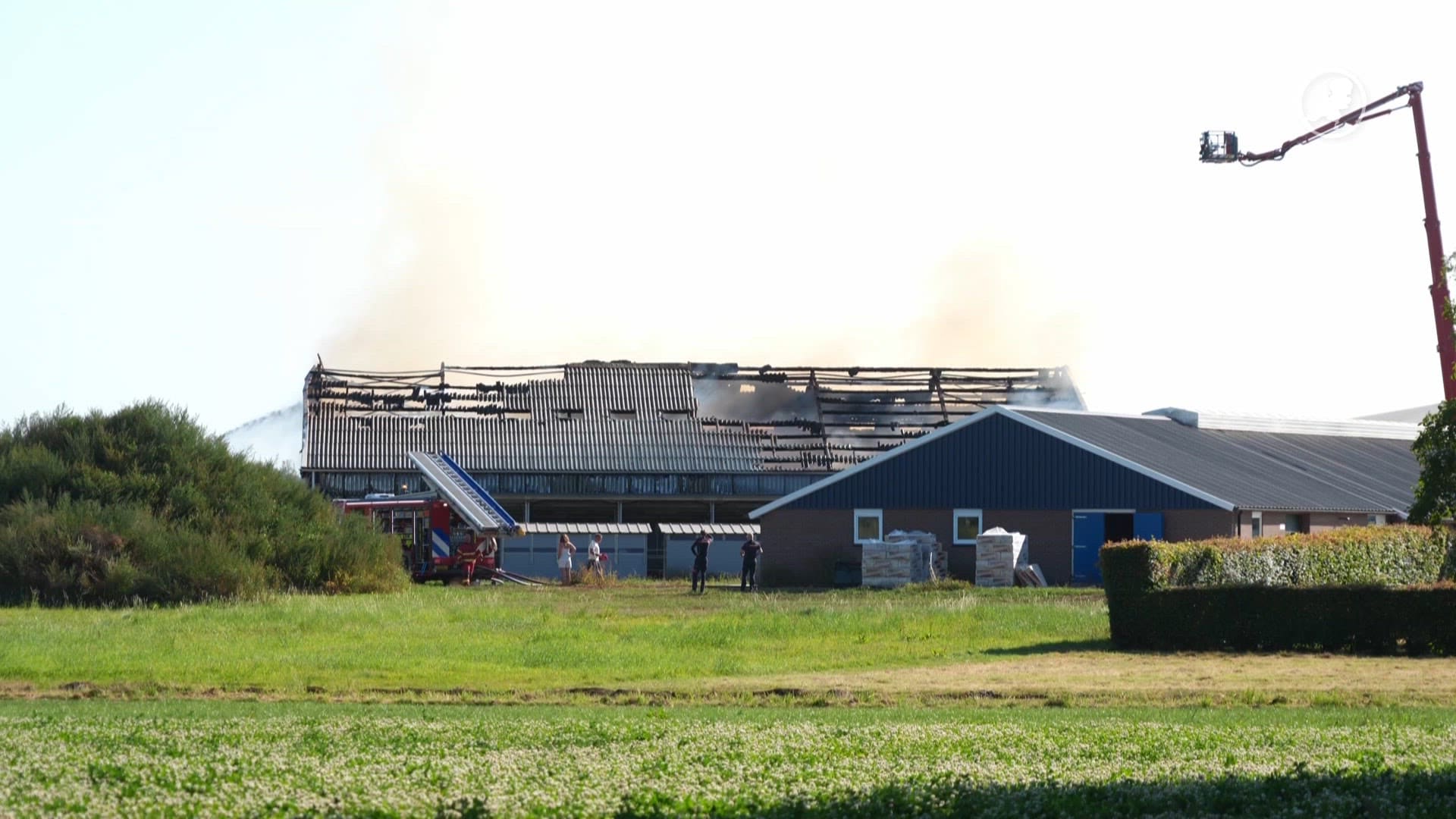 Vijf koeien omgekomen bij grote stalbrand Vlagtwedde