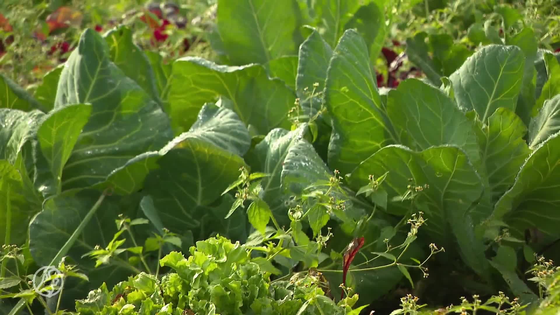Aardappelen in gevaar door rondwarende schimmelziekte