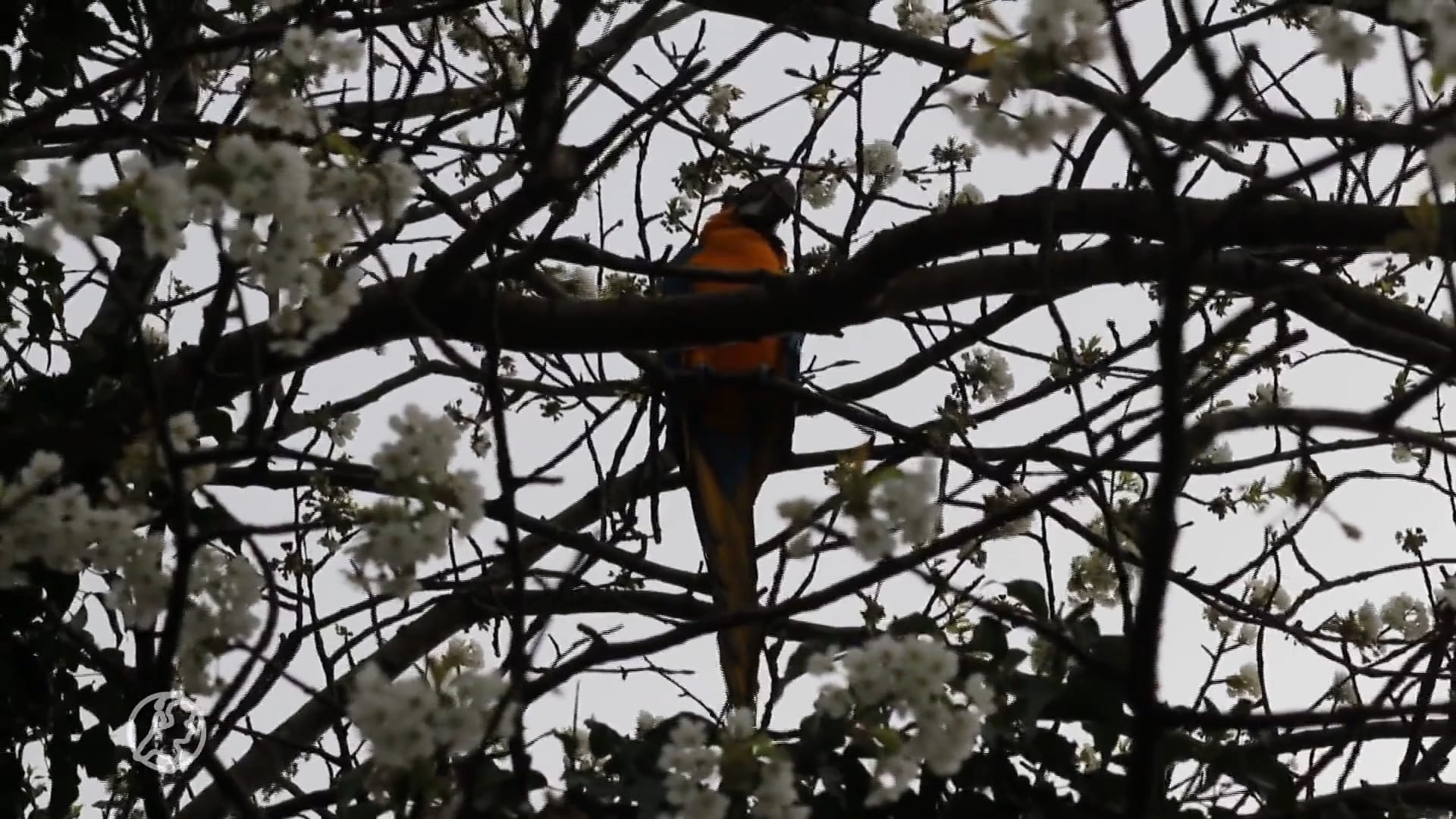 Papegaai Joy ontsnapt en zet 7 uur lang de buurt op stelten: 'Ze krijste het uit'