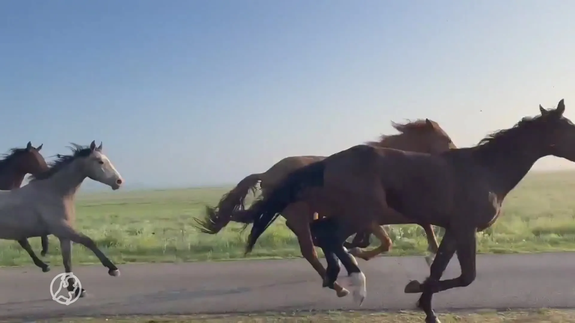 Kudde losgebroken paarden galoppeert door Eemnes