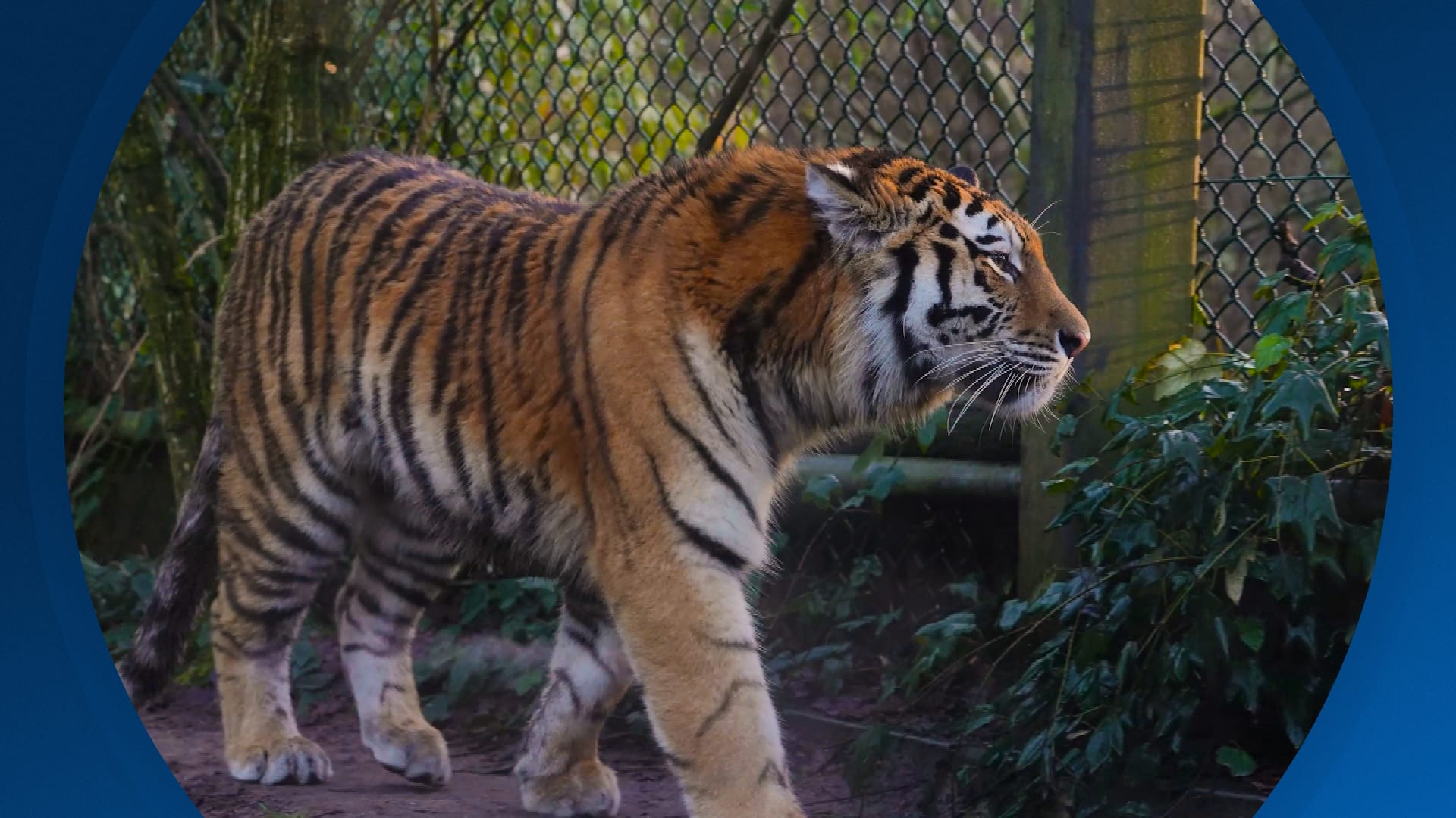 Seizoen 2026, aflevering 22