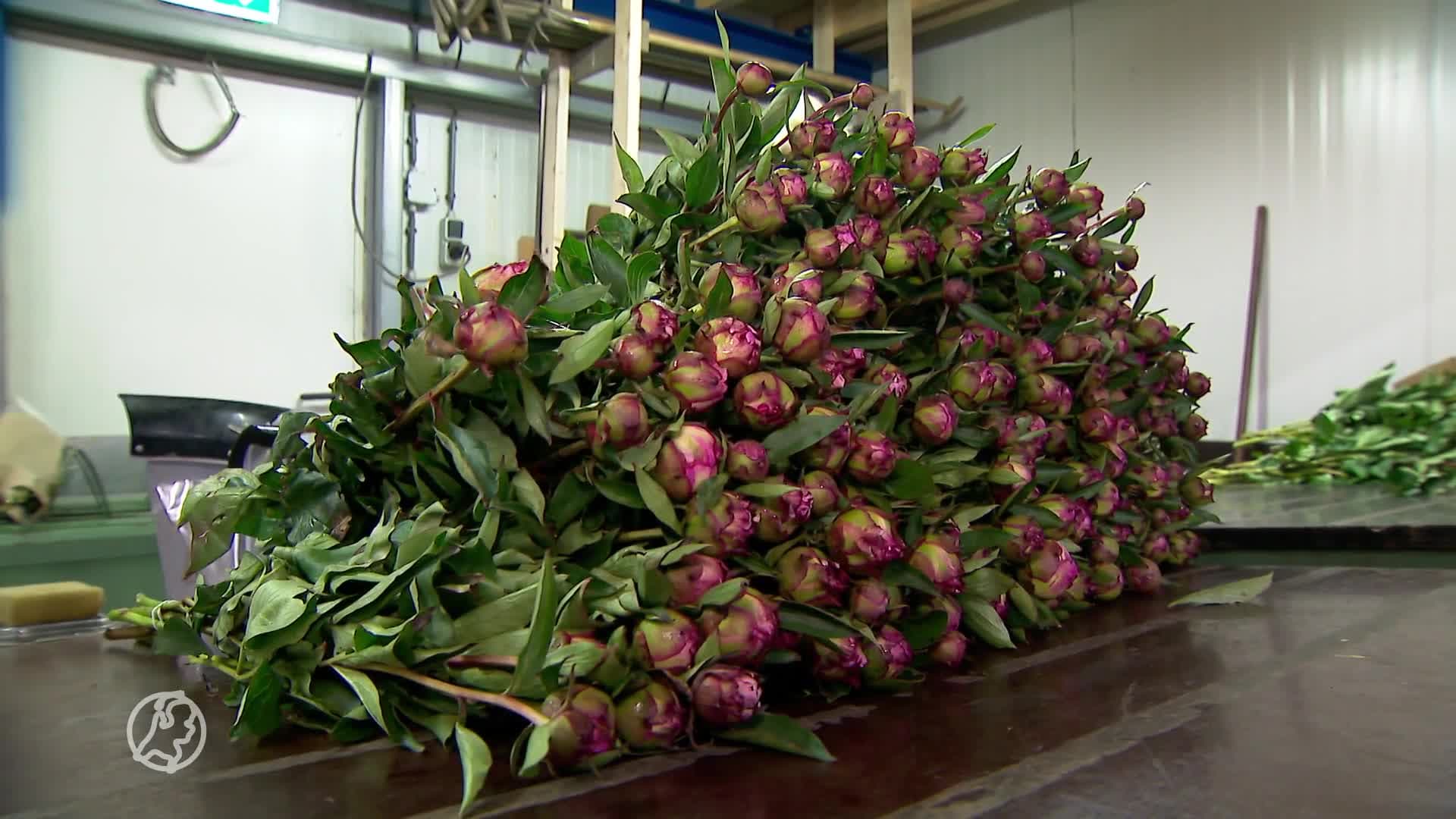 Pioentelers Noord-Holland met handen in haar door extreem weer