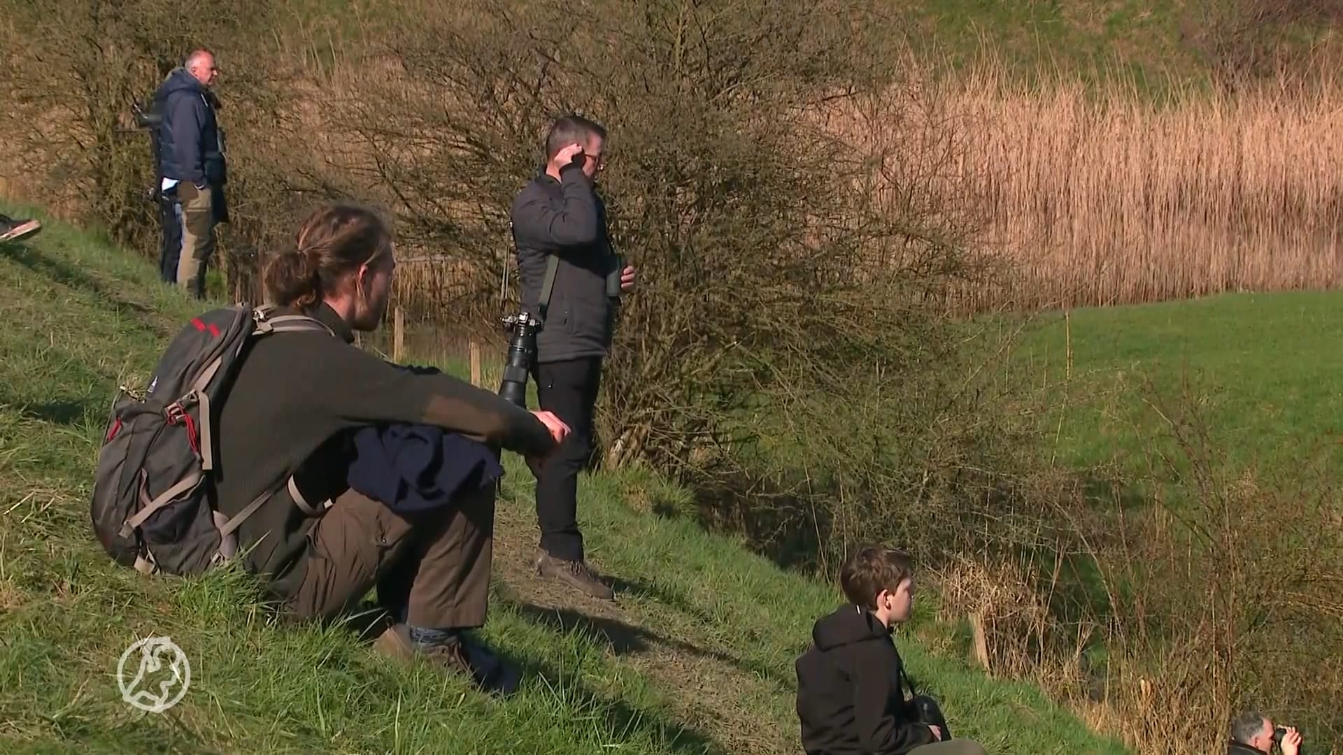 Zwartkoprietzanger: horen is scoren.