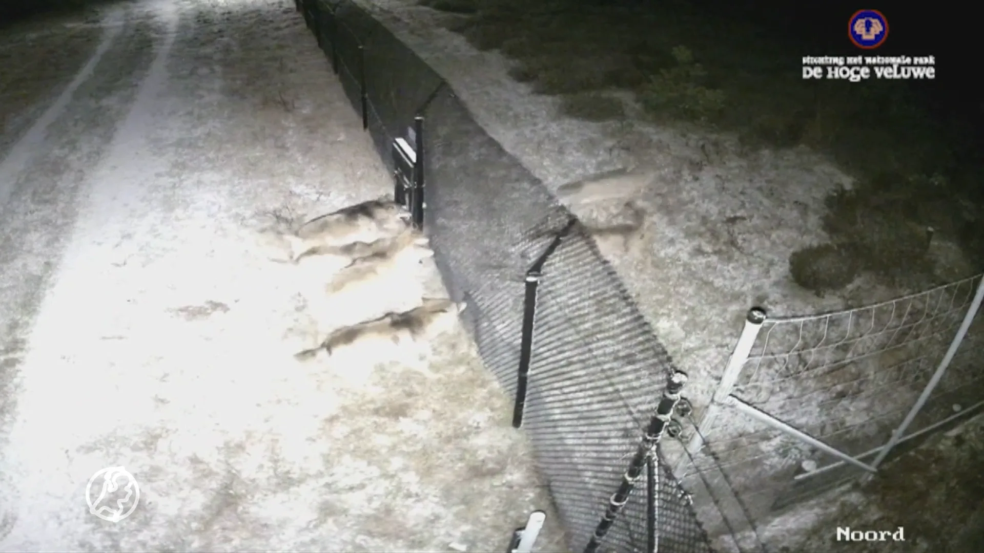 Vechtende wolven op de Hoge Veluwe