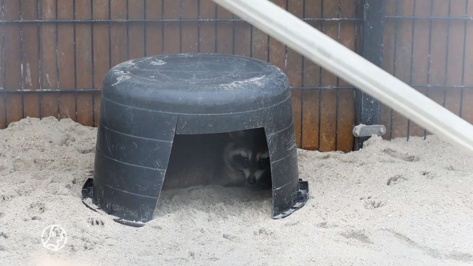 Elf wasberen ontsnapt uit AquaZoo in Leeuwarden