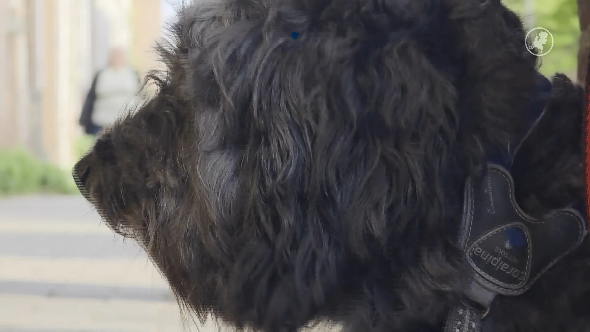 Hondje urenlang vergeten bij supermarkt in Hoorn