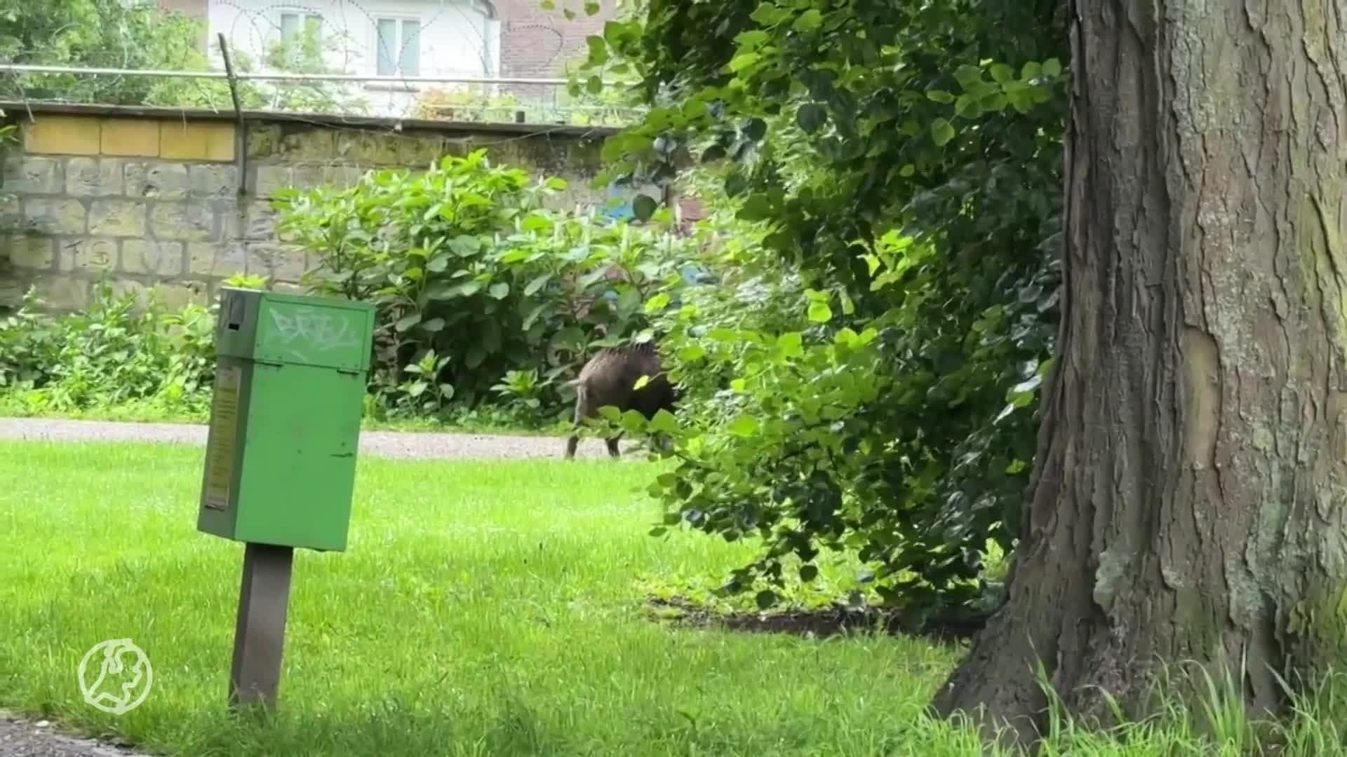 Agressief wild zwijn jaagt parkbezoekers Maastricht stuipen op het lijf