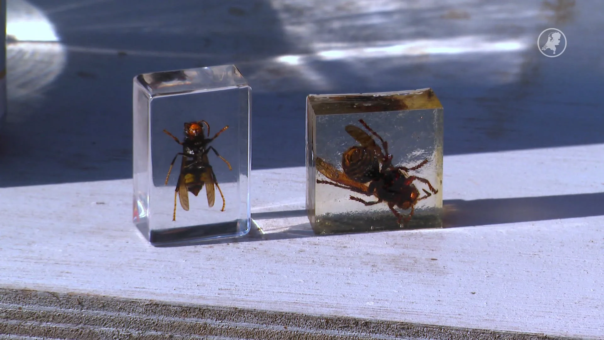 Stoppen met bestrijden Aziatische hoornaar omstreden