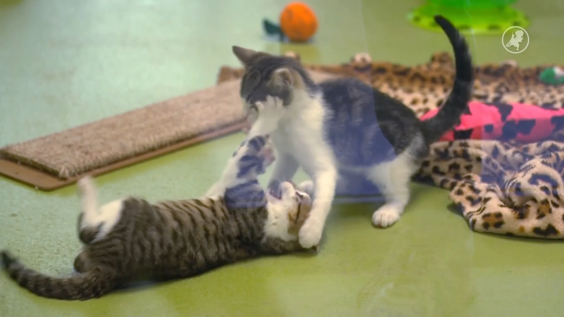 Dierenbescherming slaat alarm: opvang voor kittens raakt vol