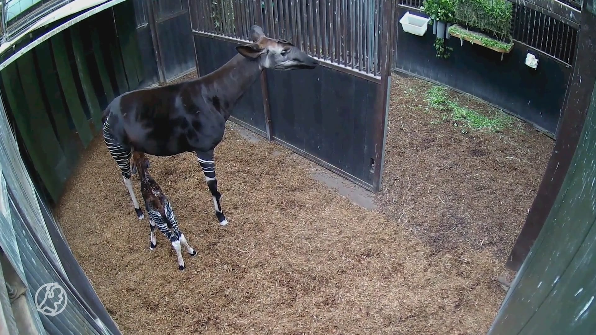 Zeldzame Okapi geboren in Diergaarde Blijdorp