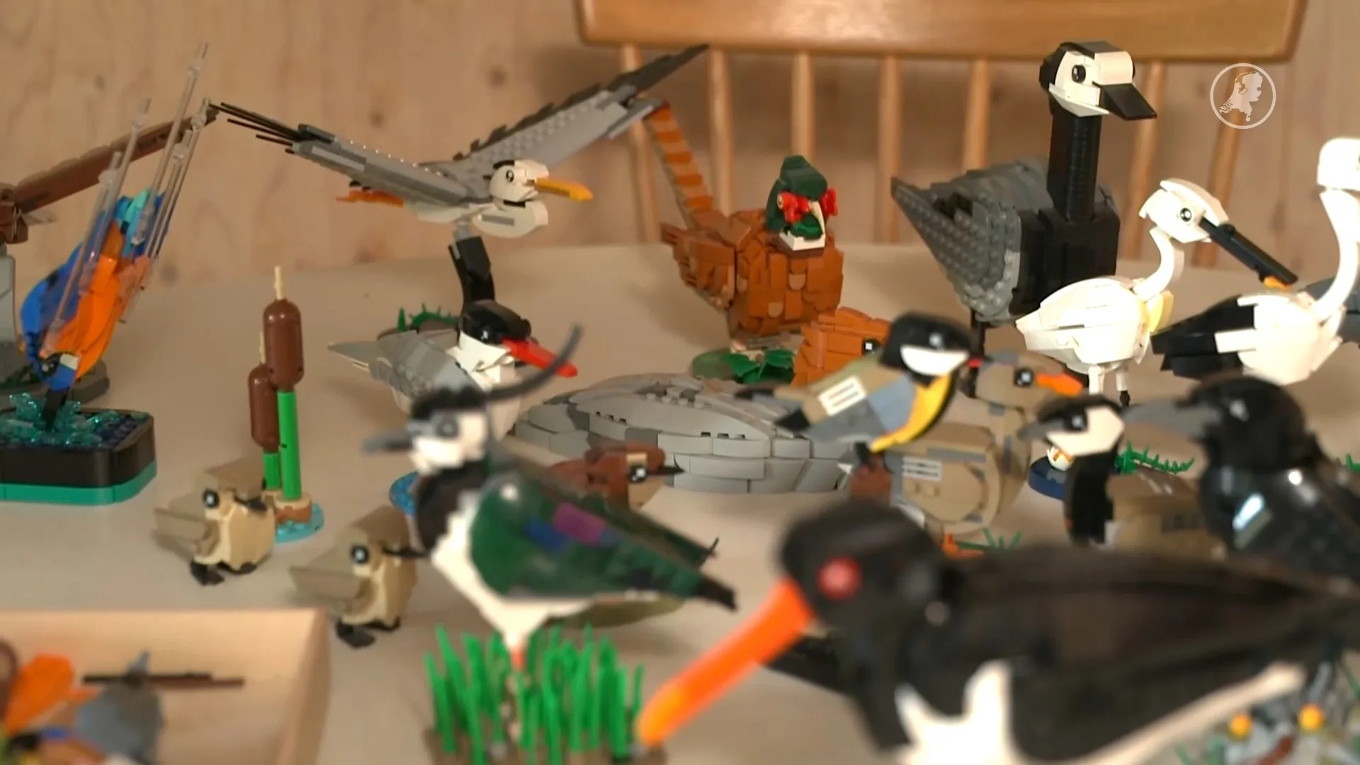 Bram heeft 16.000 volgers vanwege zijn vogels van Lego