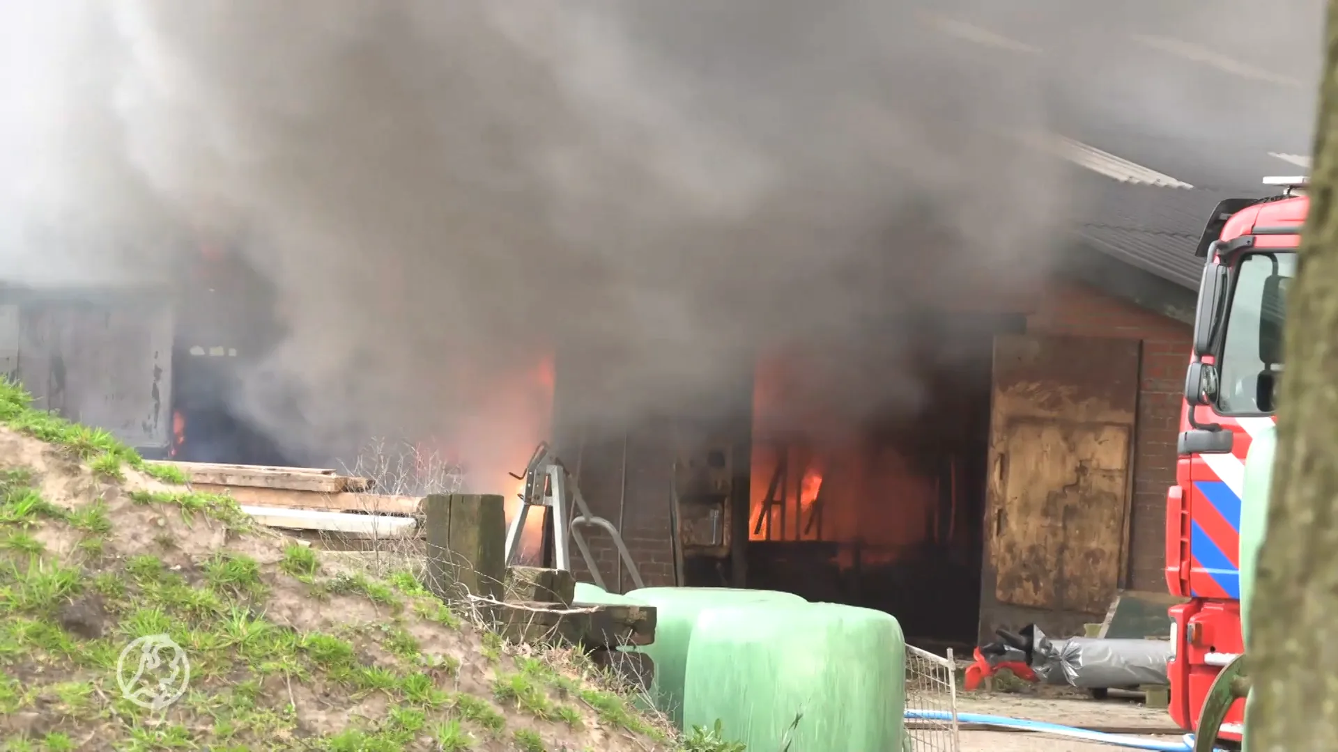 Dappere omstanders redden koeien uit brandende stal Heelweg