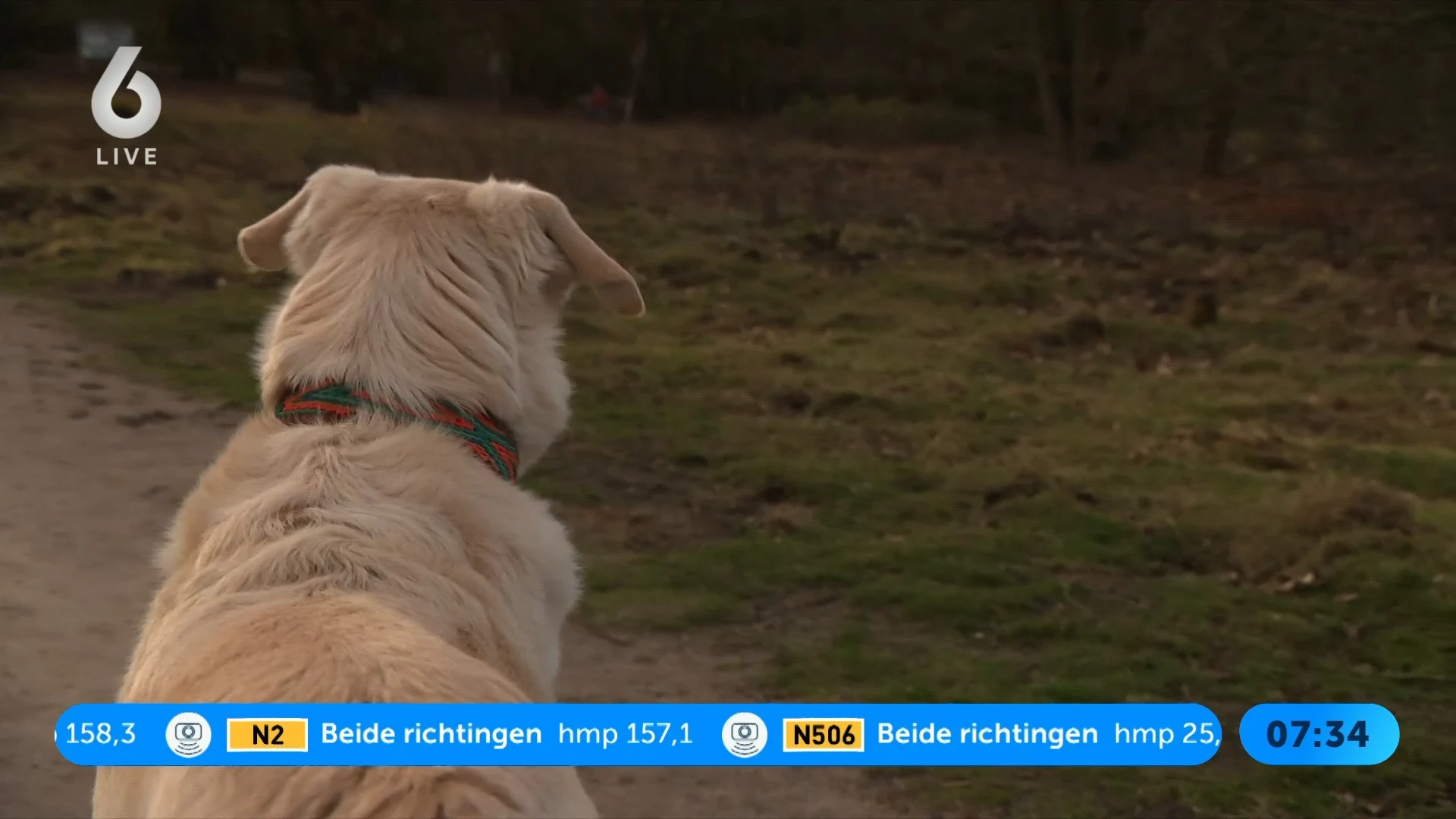 Waarschuwing voor paaseitjes: risico voor honden