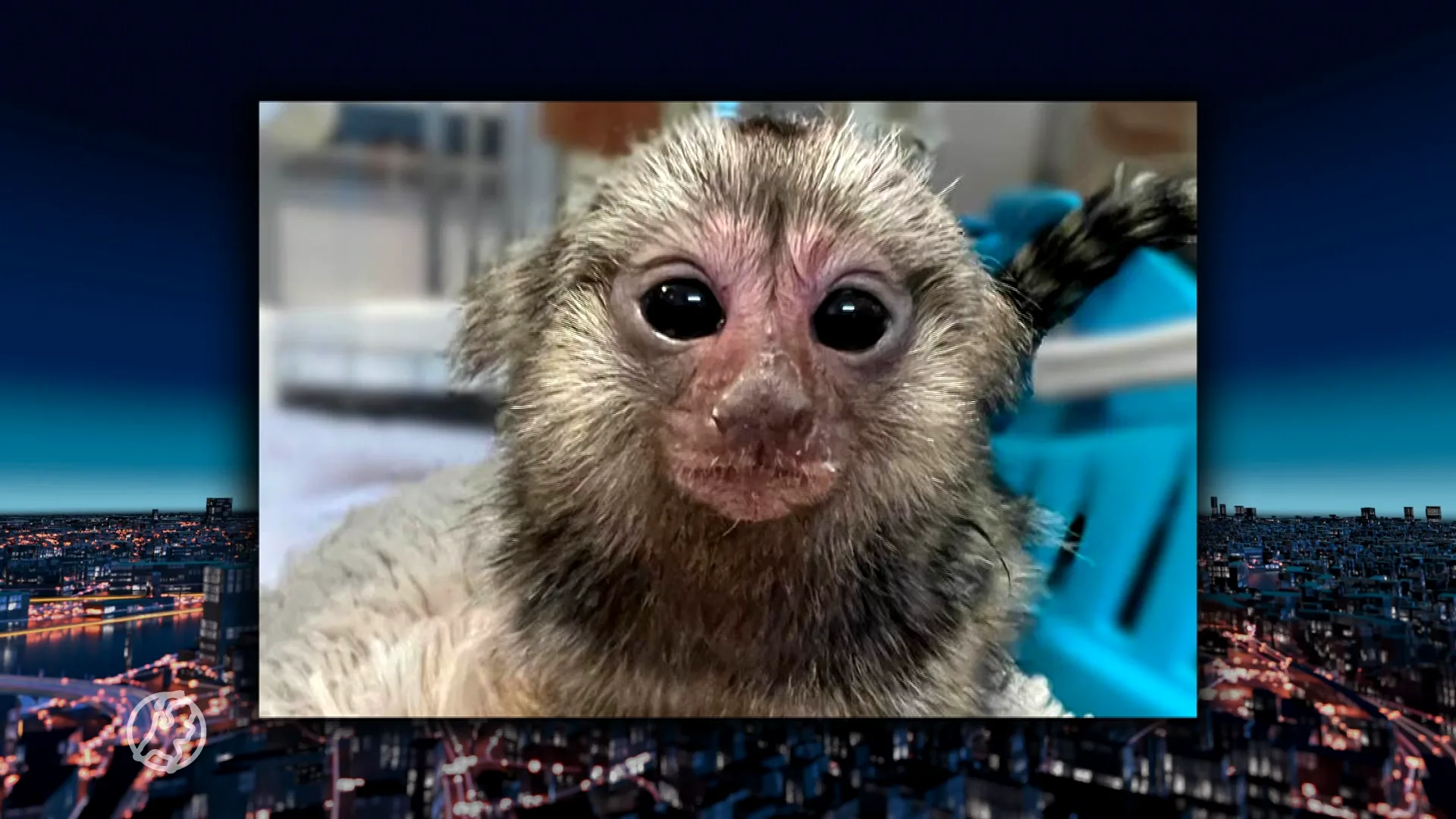 Gekko's, aapje en Bengaalse kat: NVWA stuit op tientallen beschermde dieren bij actie