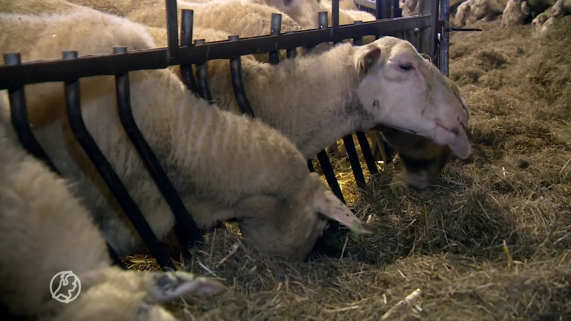 Schapensector houdt hart vast voor voorjaar: 'Dringend vaccin nodig'