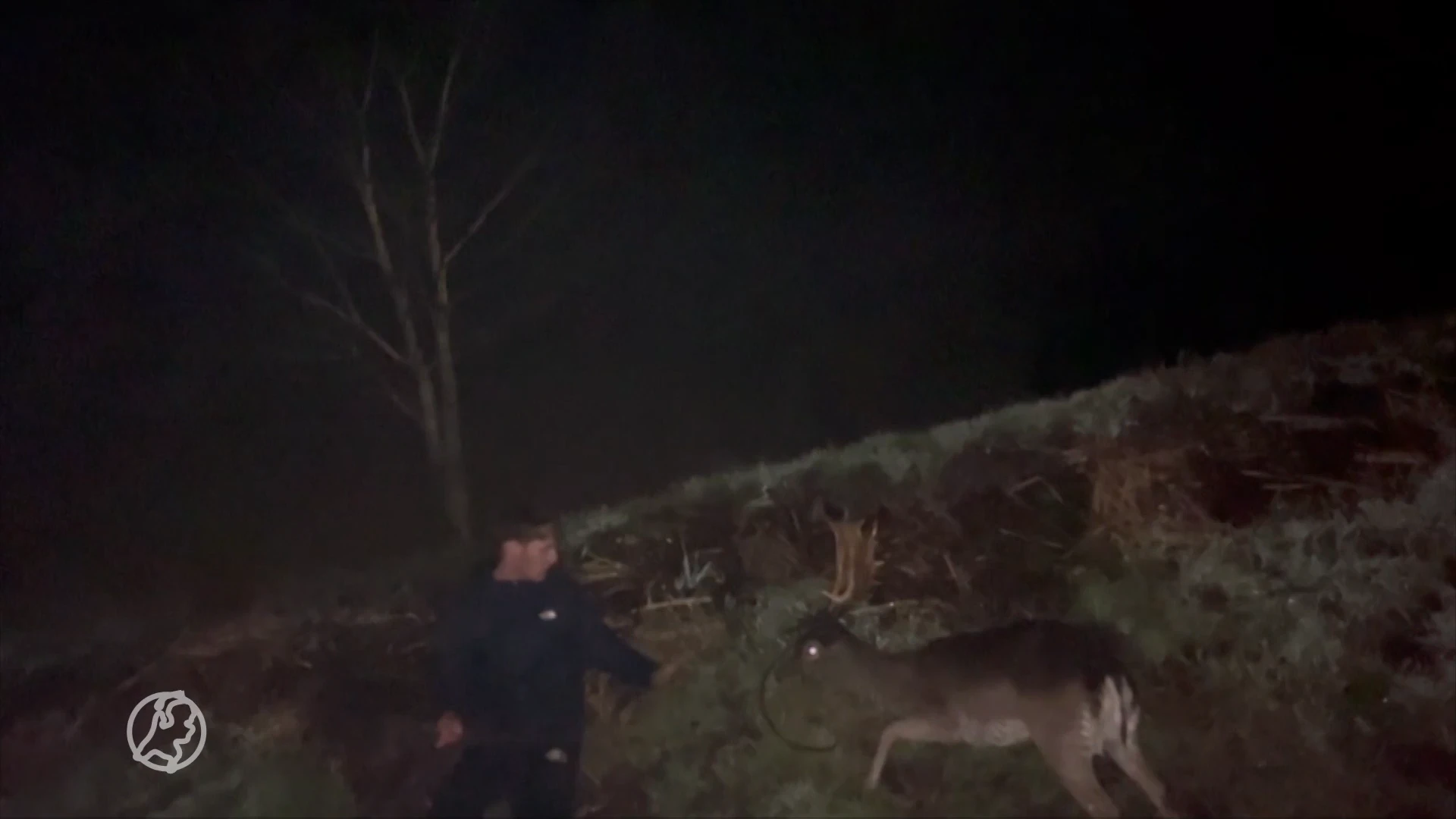 Redmar filmt hoe hij in dronken toestand een vastzittend hert bevrijdt