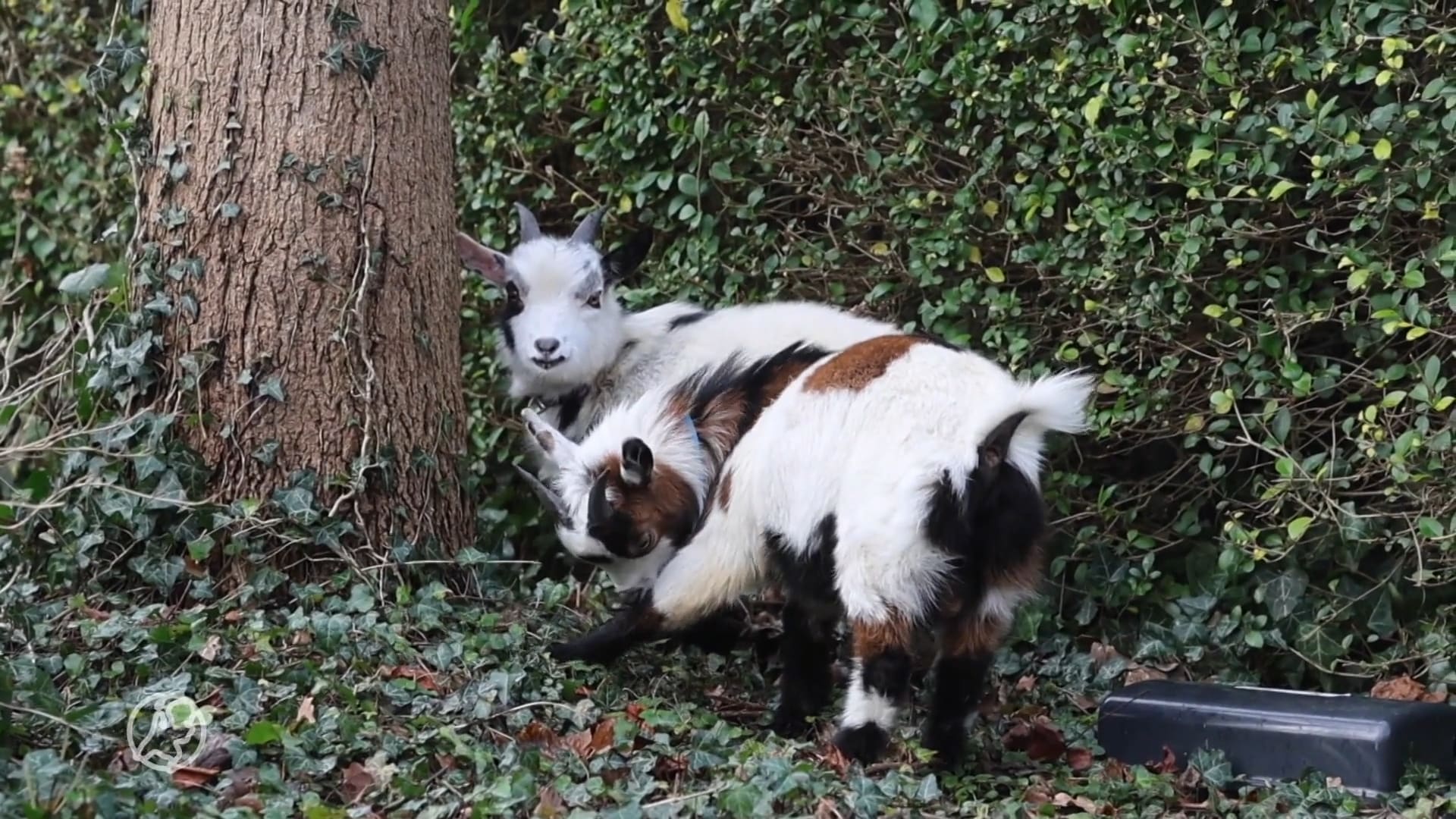 Superschattig; dwergbokjes dwalen door Haagse woonwijk
