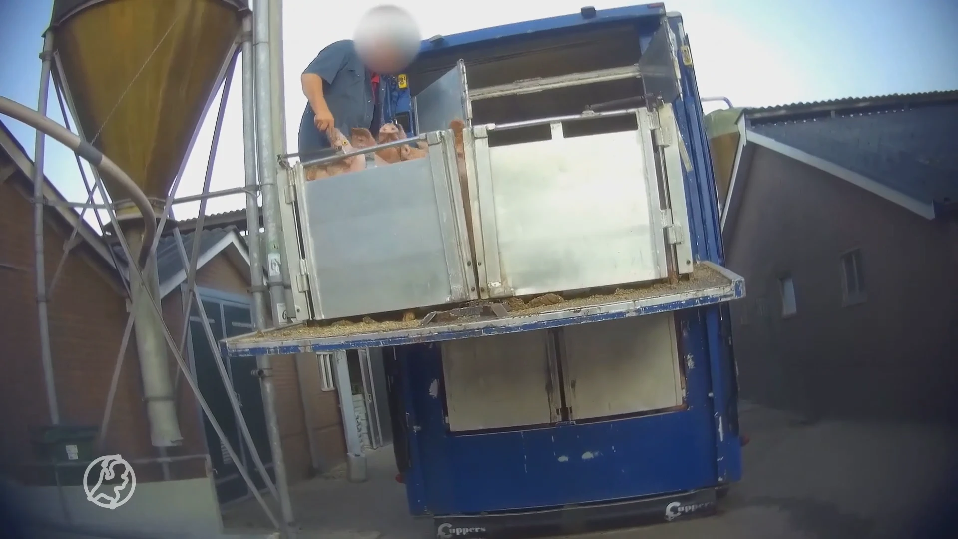 Schokkende undercoverbeelden van mishandeling varkens