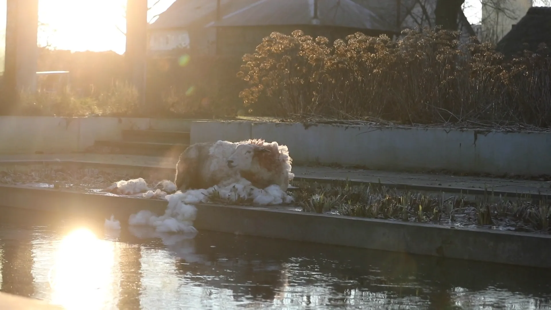 Twee husky's in Eemnes slaan opnieuw toe: vier schapen aangevallen