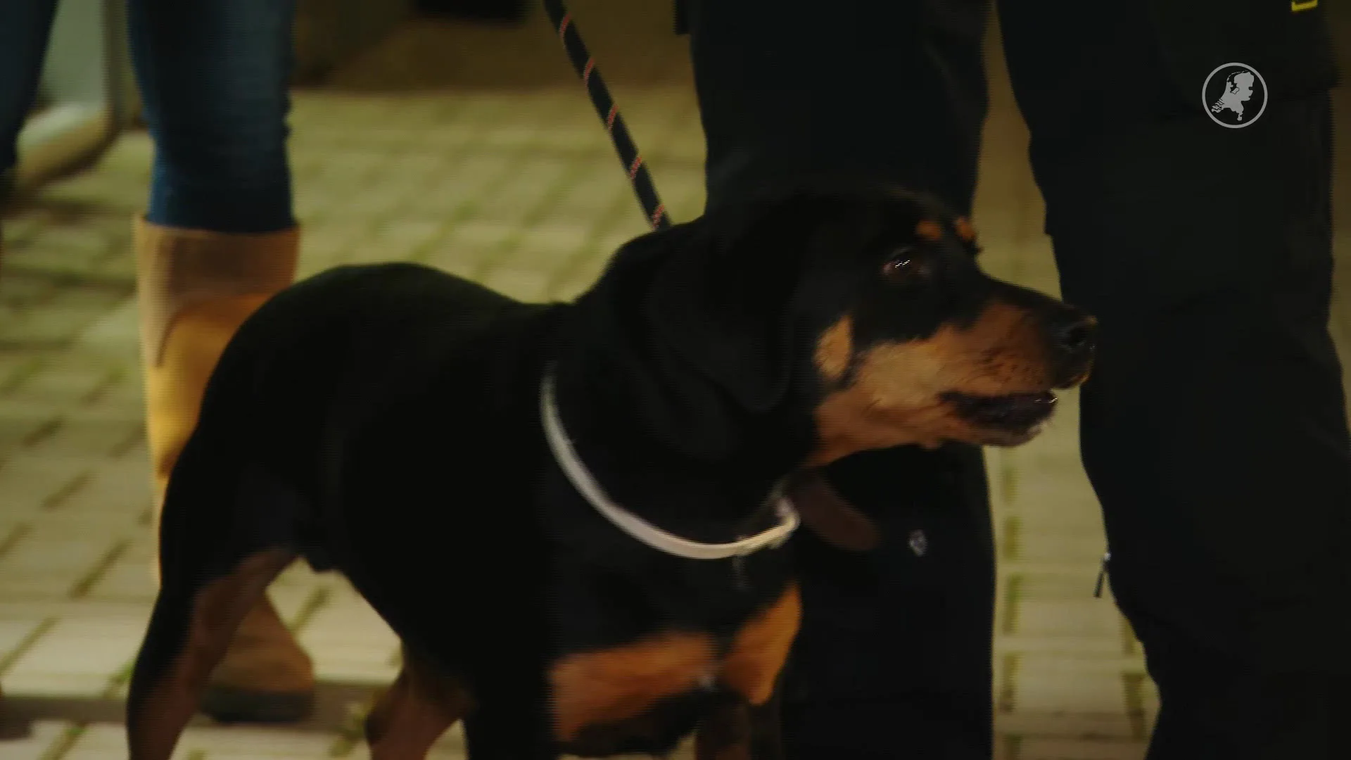 Politie haalt hond uit auto, zat mogelijk al 24 uur opgesloten