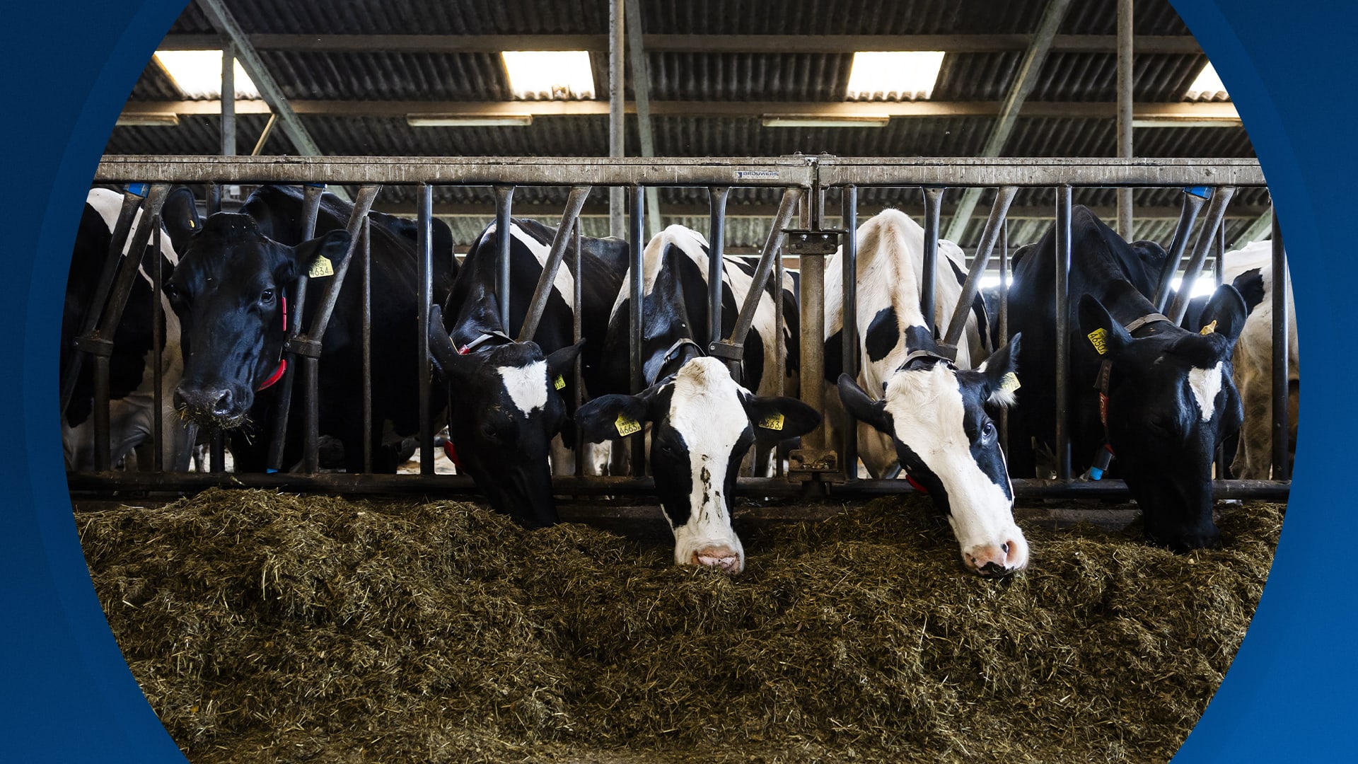 Seizoen 2026, aflevering 48