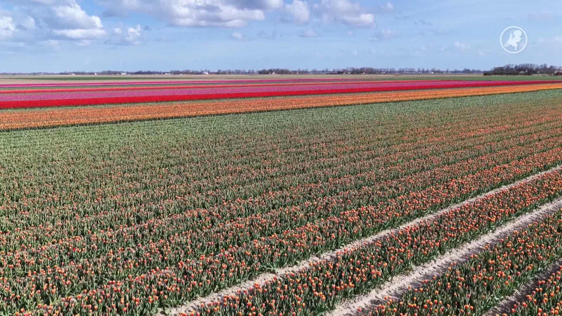 ZIEN: Tulpenvelden in Flevoland in bloei