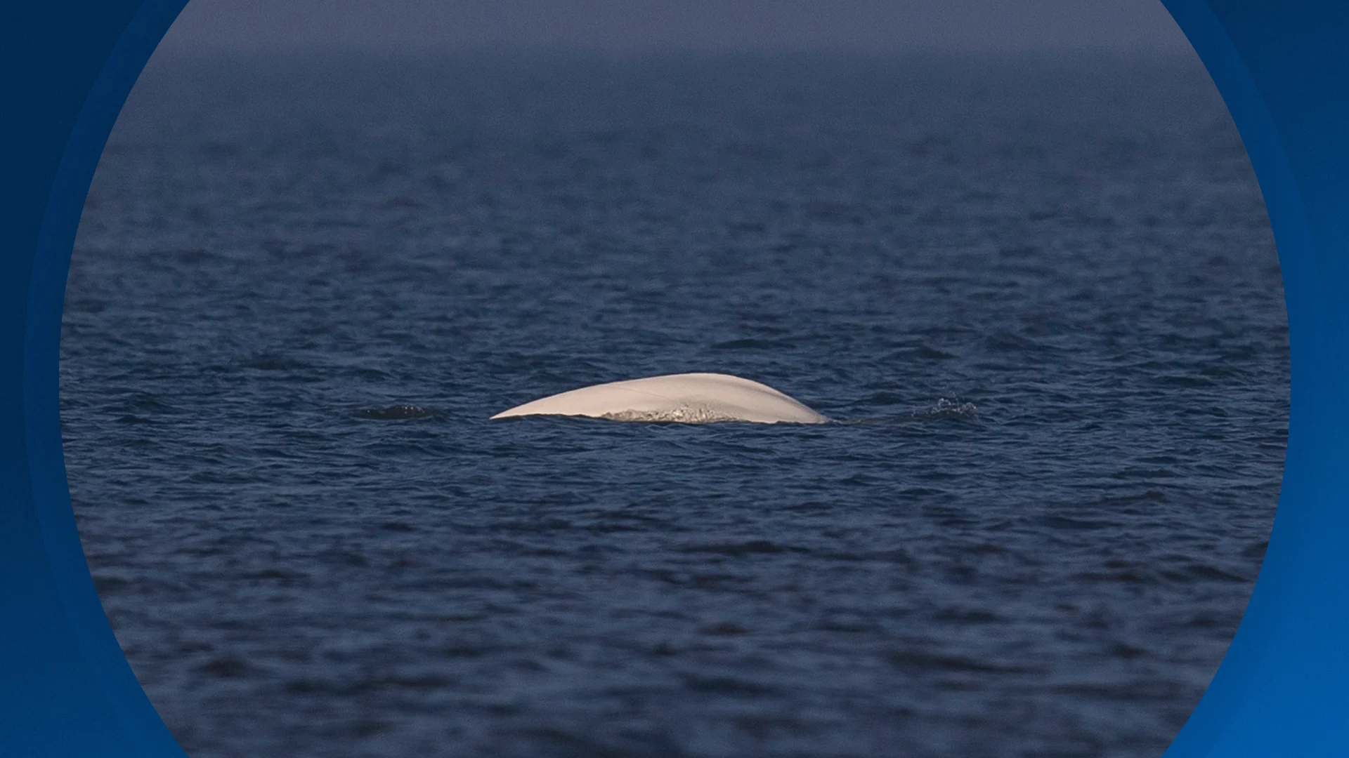 Seizoen 2026, aflevering 18