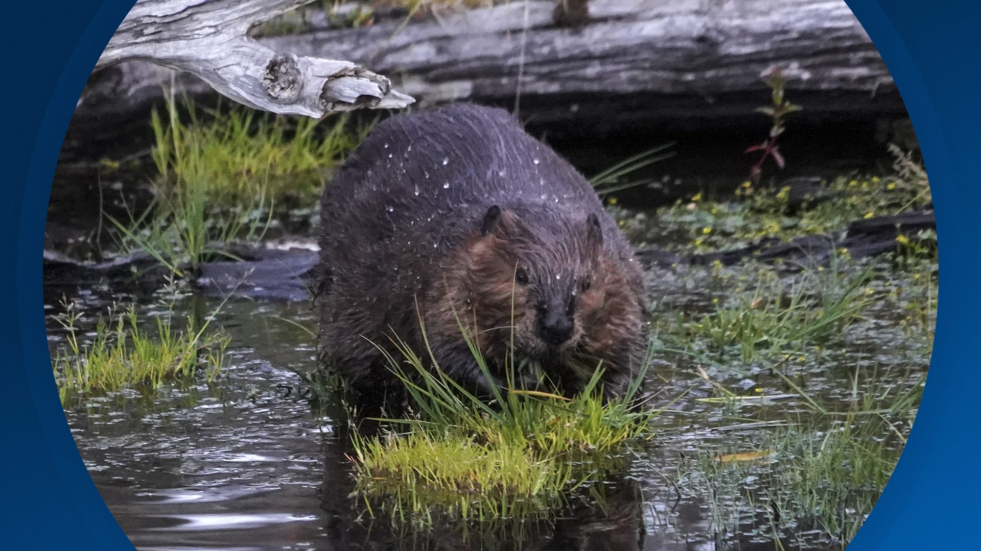 Seizoen 2026, aflevering 30