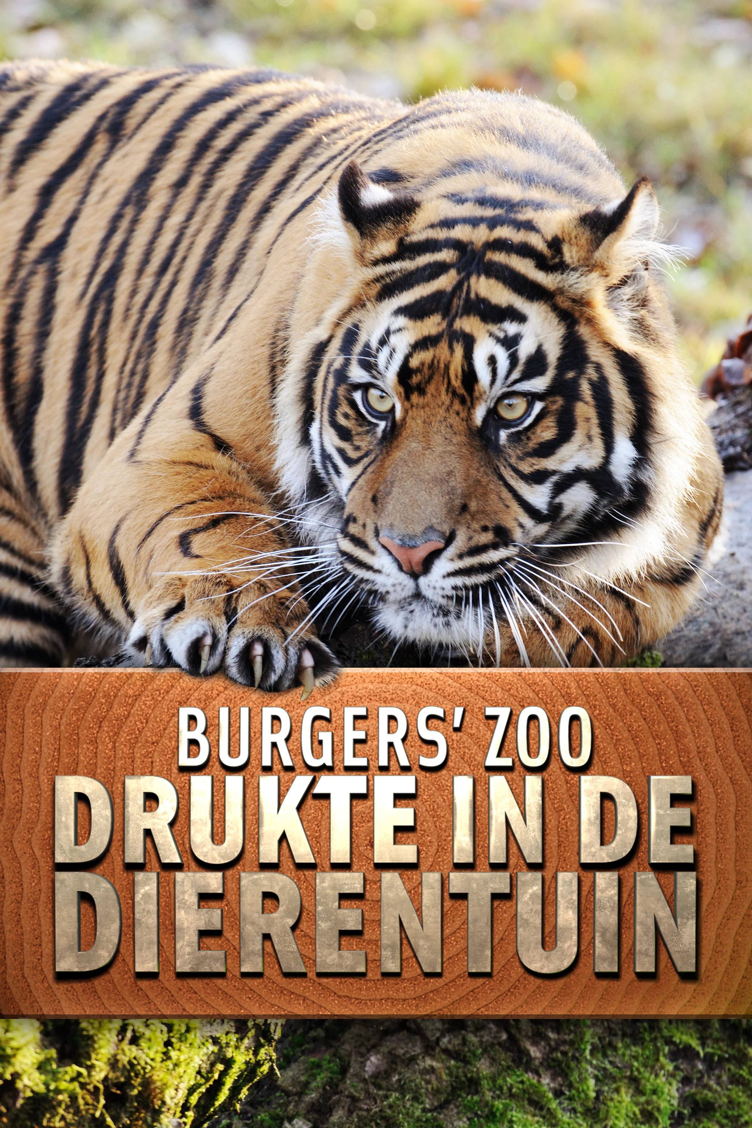 Burgers' Zoo: Drukte in de Dierentuin