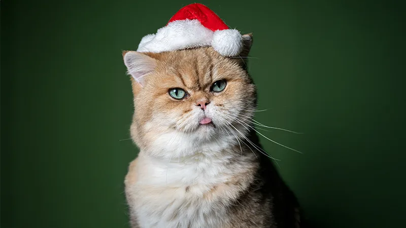 Huisje Voor Een Beestje: Dit is Lion! 🐱