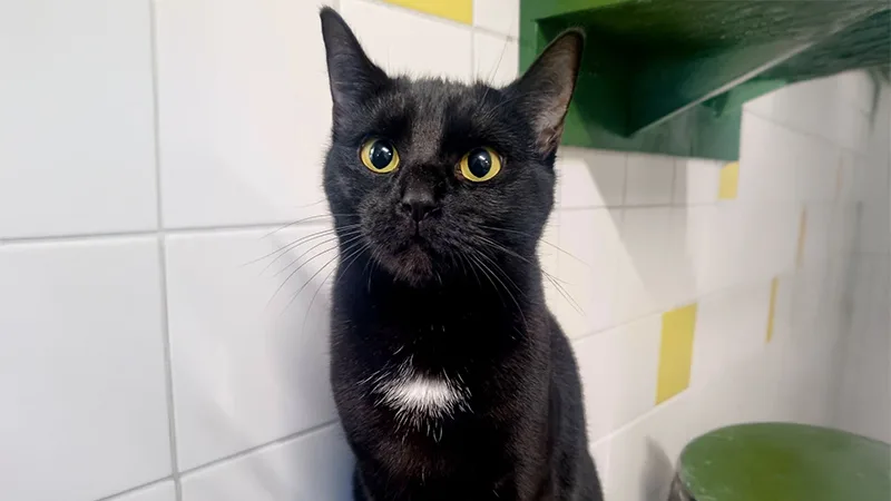 Huisje Voor Een Beestje: Dit is Popsicle! 🐱