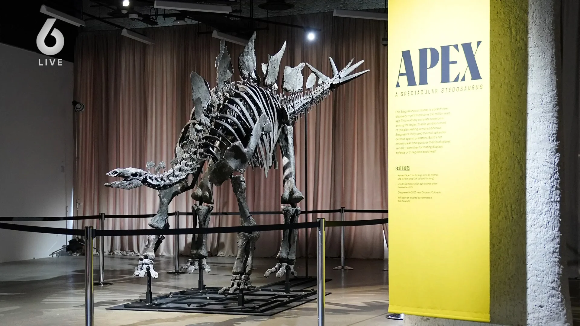 'Fossiele botten meer waard dan goud'