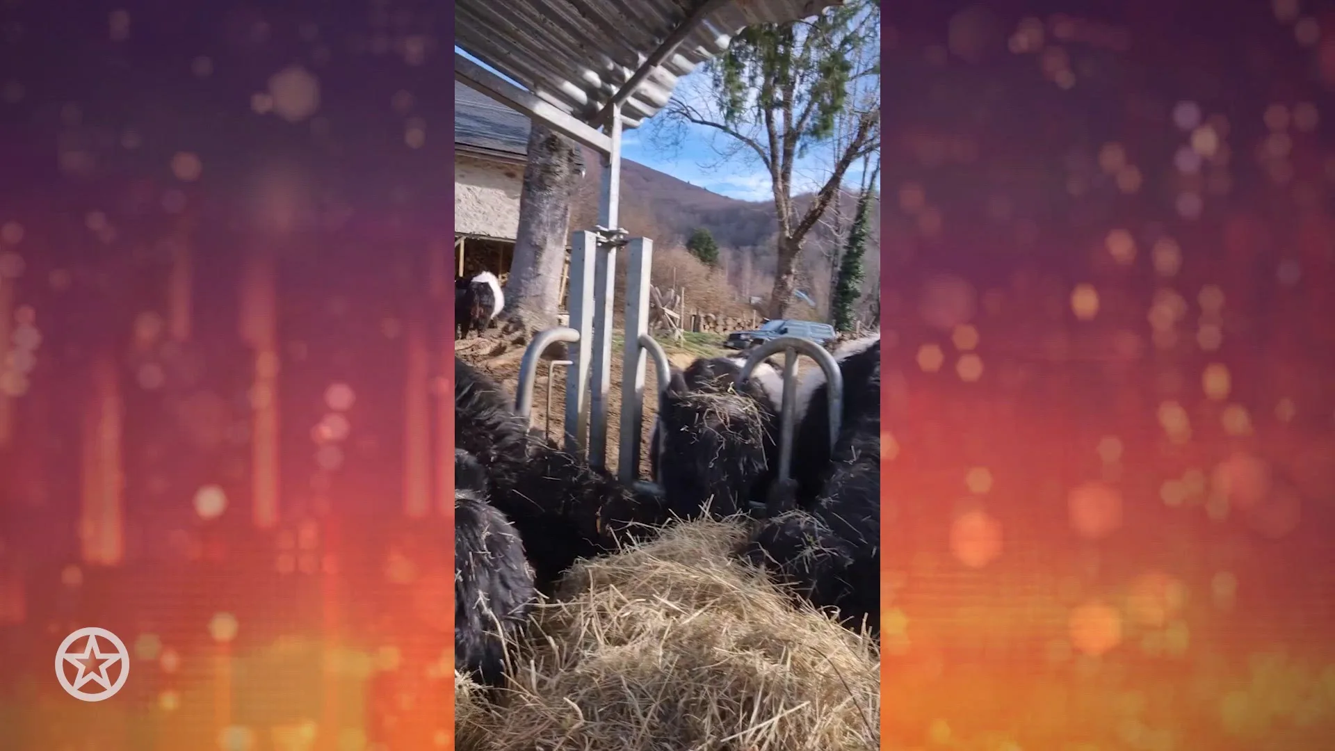 WVL-Judith maakt zich ernstige zorgen om koeien