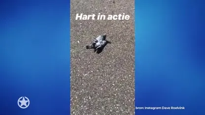 Dave Roelvink knokt voor leven duifje