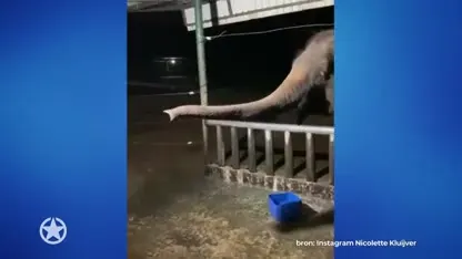 Nicolette bezoekt olifantenopvang