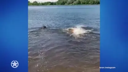 Ahw! Dave Roelvink geeft hond zwemles