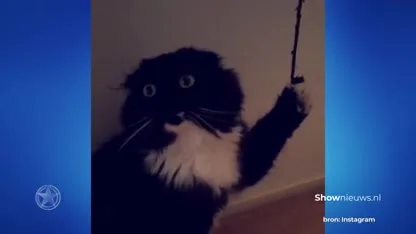 Dit moet je doen om van je kat een catfluencer te maken!