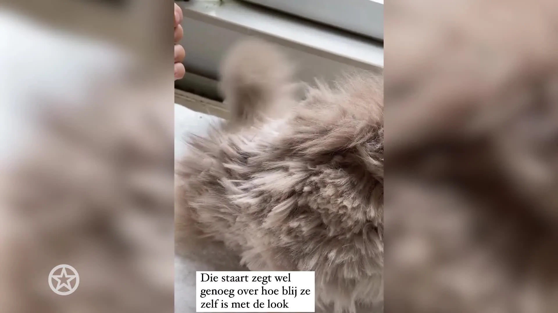 Lize Korpershoek knipt haren van haar kat