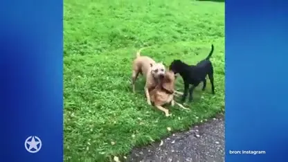 Droom Monique komt uit door prachtige reünie