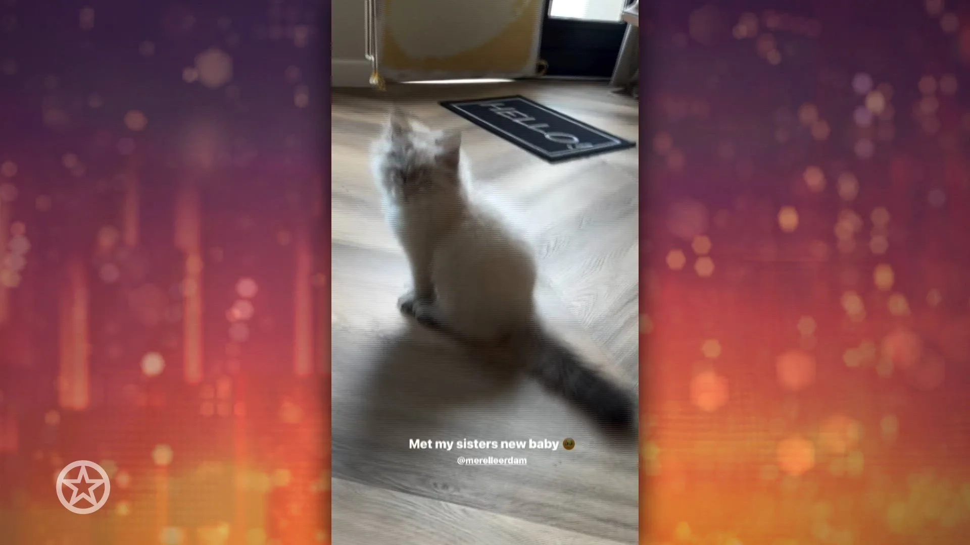 Zus Jutta Leerdam heeft een kitten