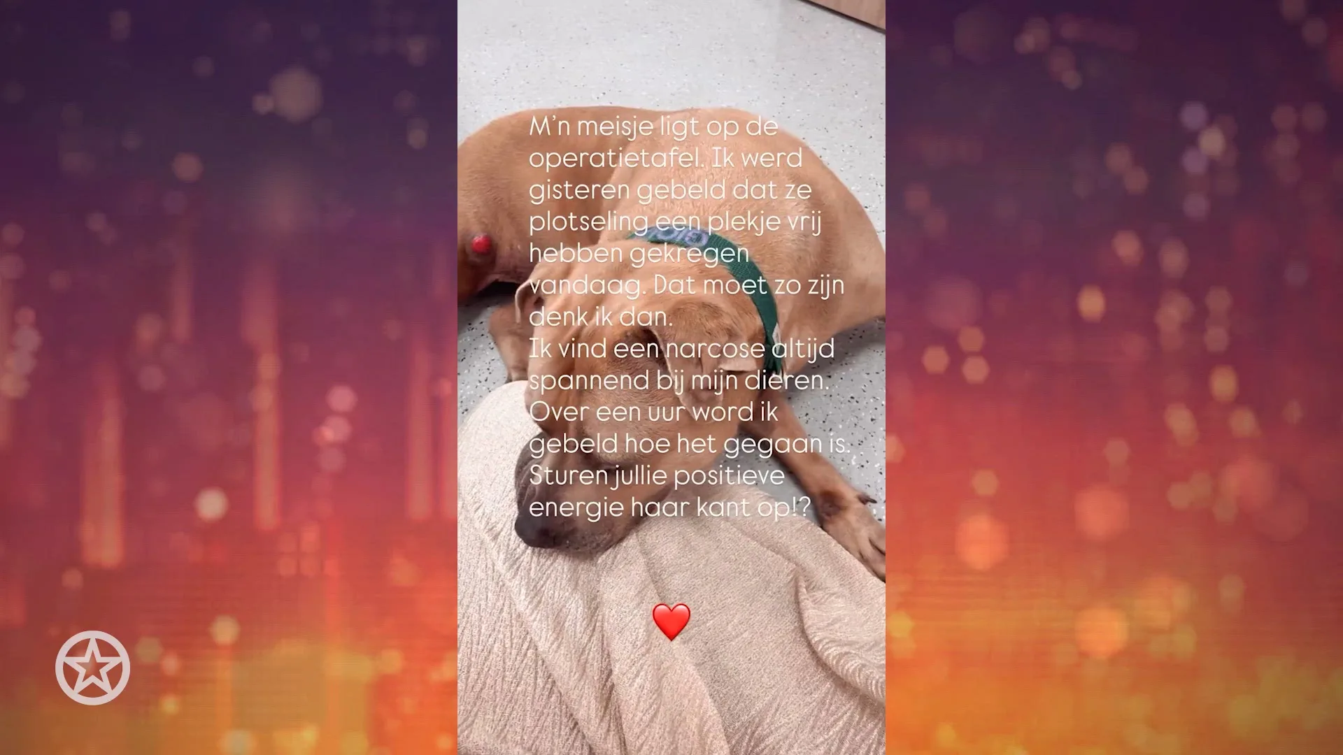 Monique Westenberg haar hond Gioia wordt geopereerd aan een mastceltumor