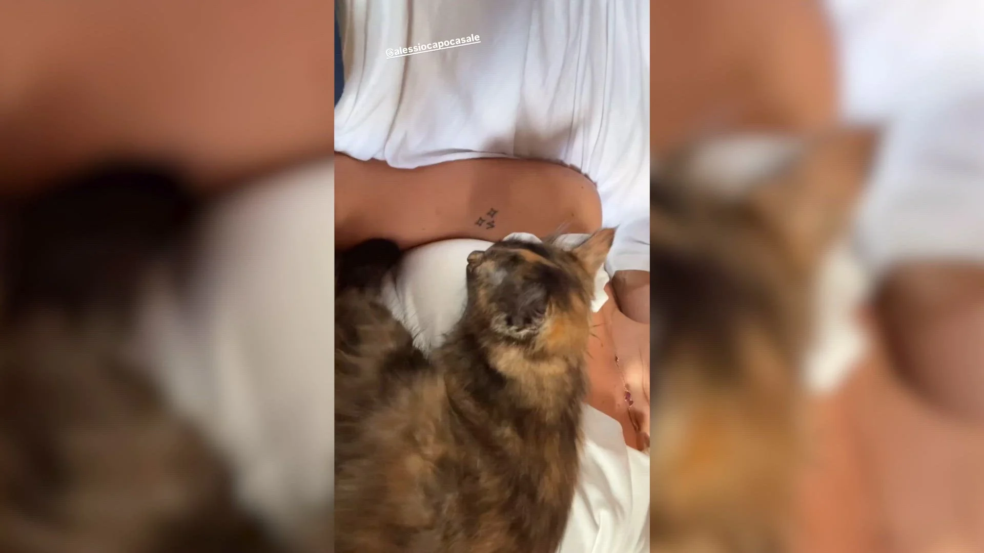 Daisy Piras verzorgt zwerfkitten