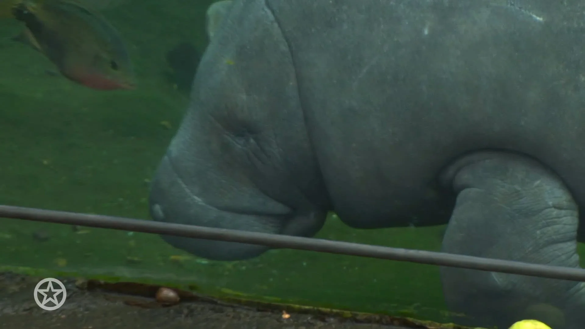 Belinda Meuldijk over haar speciale band met Burgers Zoo