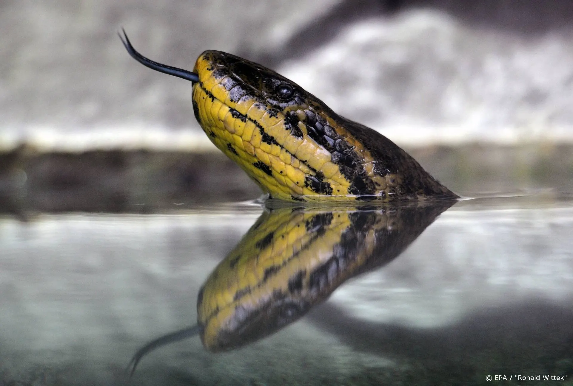 Sony werkt aan reboot van horrorreeks Anaconda