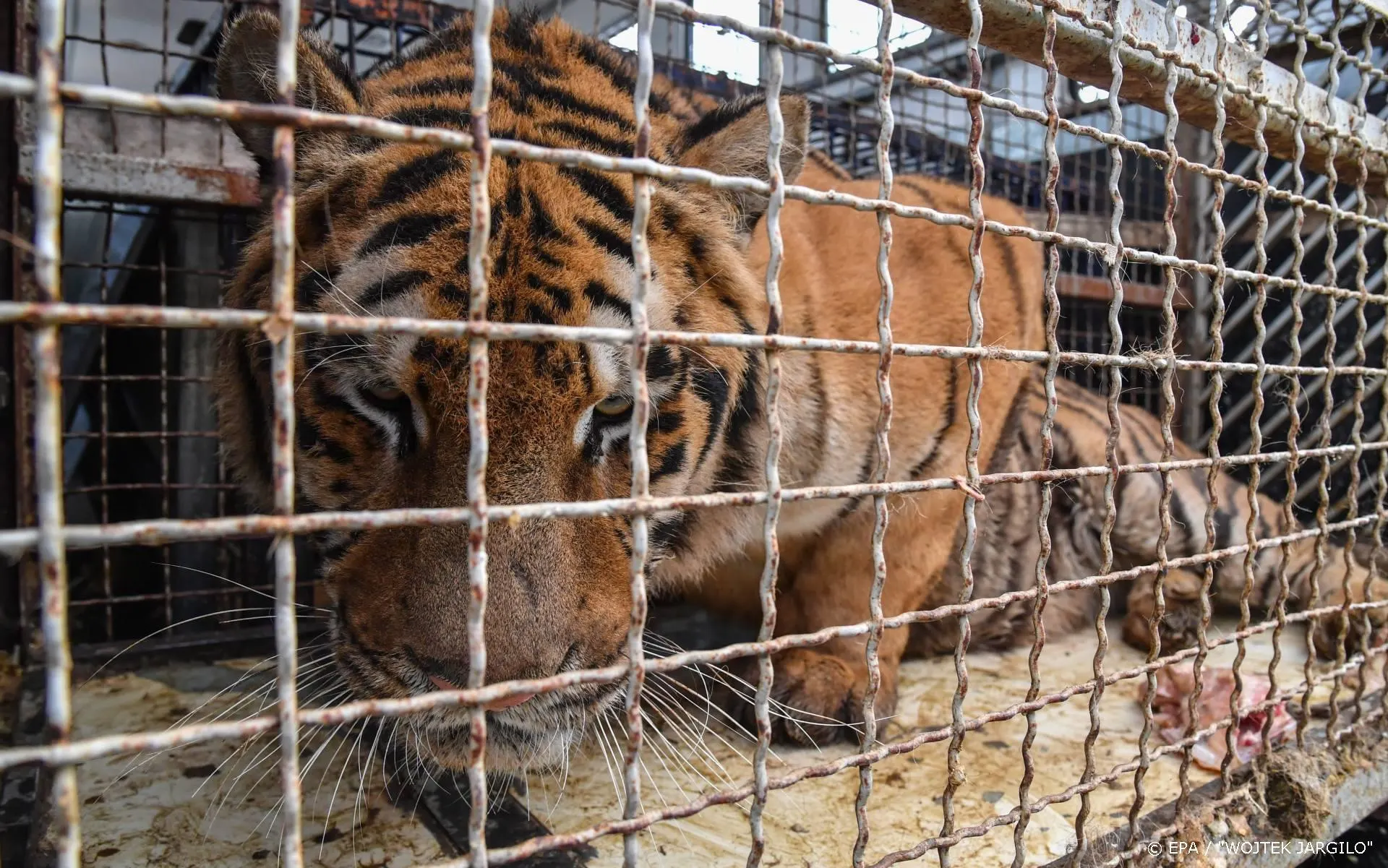 Dierenpark van ‘Tiger King’ Joe Exotic in handen van aartsvijand