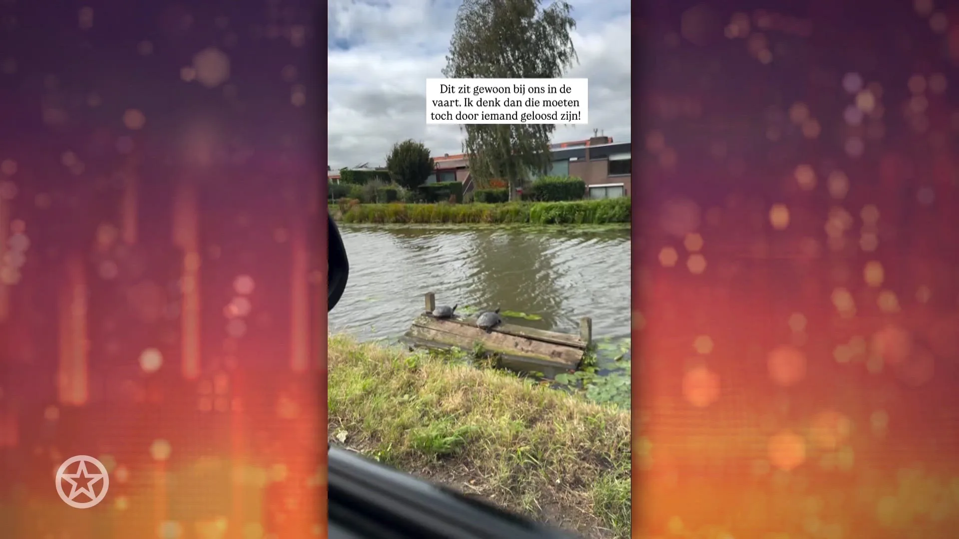 Monique Westenberg ontdekt schildpadden in het kanaal