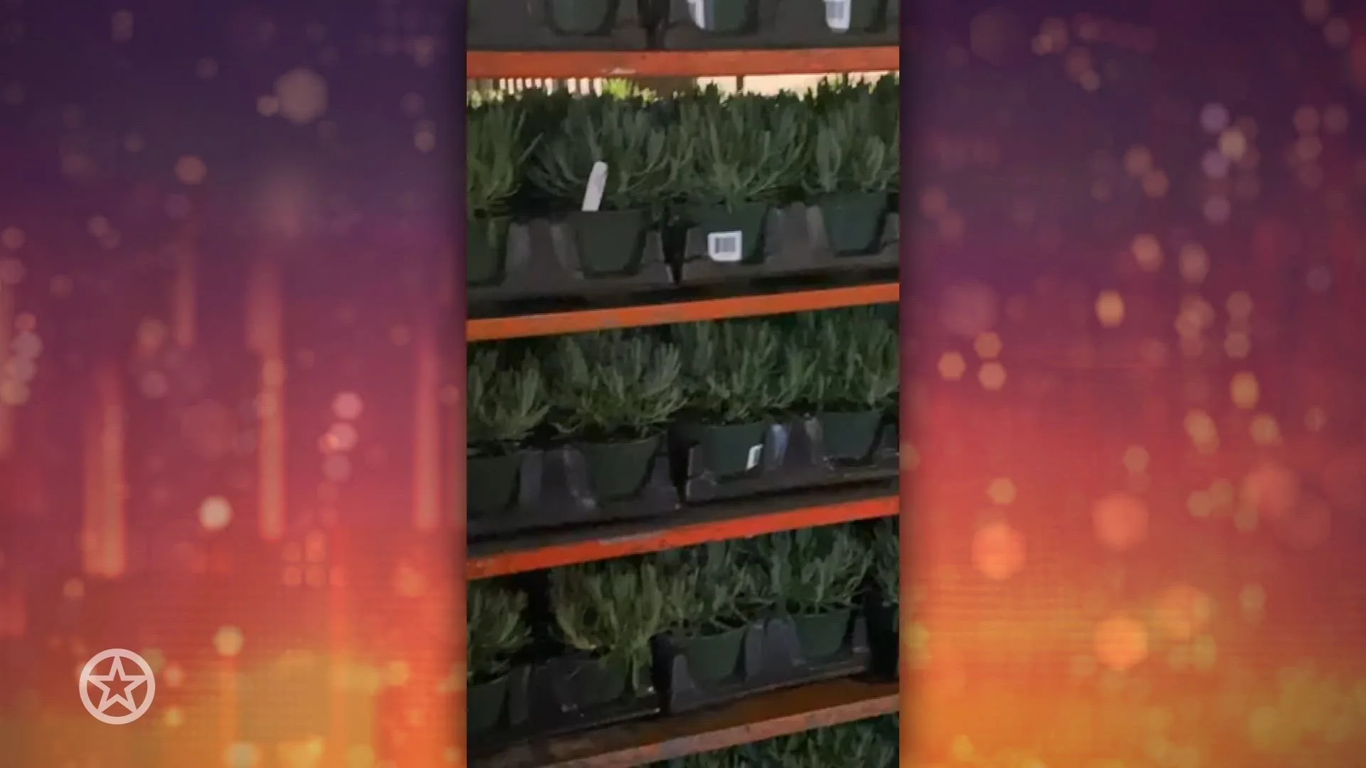 De lavendelboerderij van Yolanda Hadid